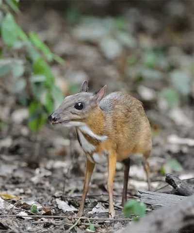 The smallest deer in the world.