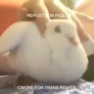 do i need a title? it's pretty self explanatory for this subreddit