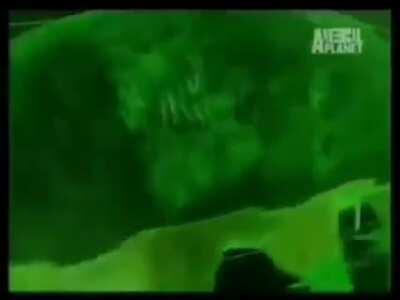 El animal mas resistente...