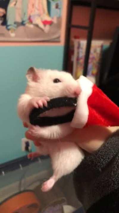 Miss Banana, Destroyer of Christmas!!!