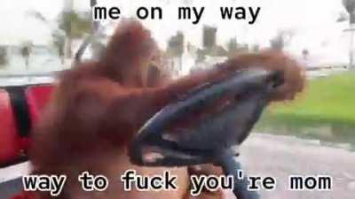 Monkey see monkey do