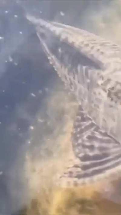 A Headless Fish casually swimming around in the Lake.