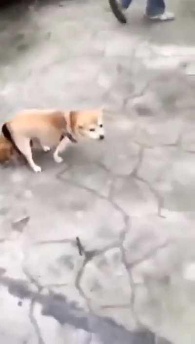 Hoyo aunque sea de pollo