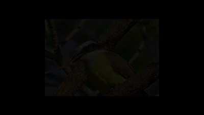 summer eletro bem-te-vits