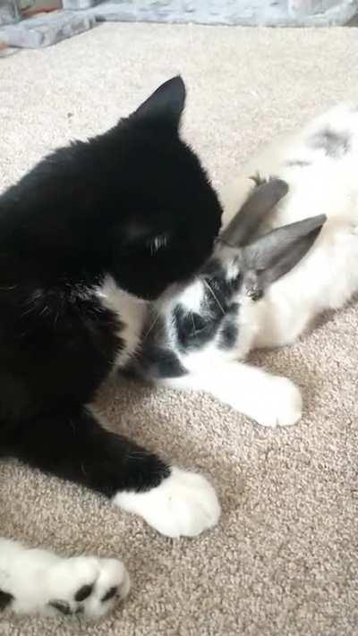 They love each other ♥️