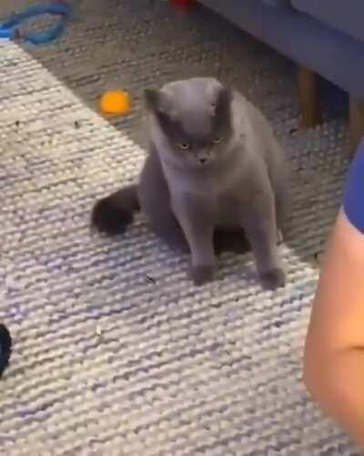 How could you betray me hooman.