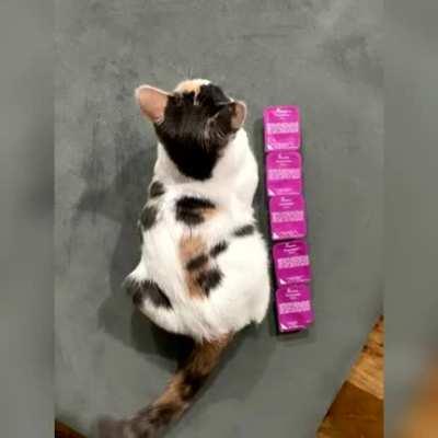 The dippin sauce cat has become an absolute unit.