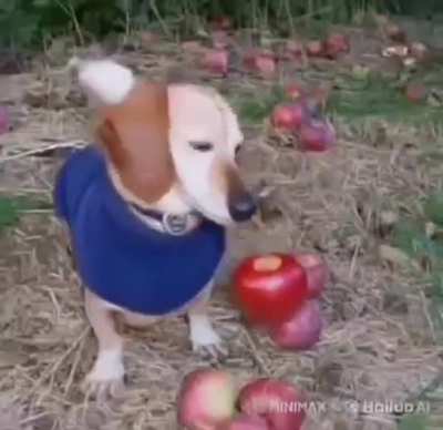 Don't ask why this is real