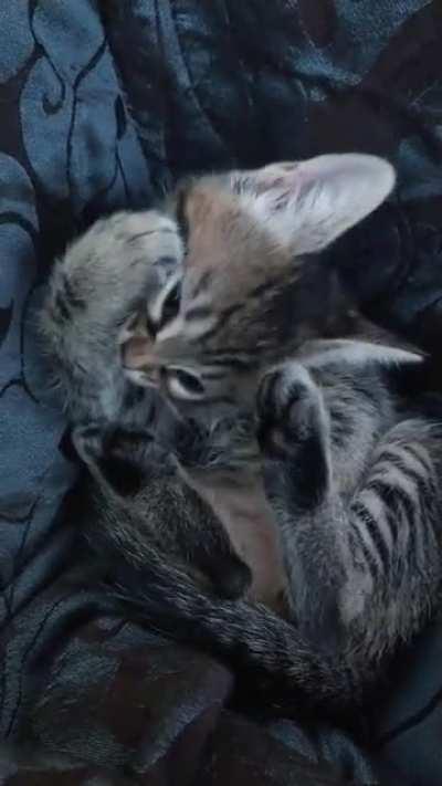 This little criminal stole 2.5k hearts over at r/illegallysmolcats and devoured them to get even cuter last night. I need help trying to fight these upcoming allegations of theft. If you have any legal advice plz help!!