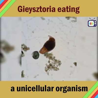Gieysztoria eating a unicellular organism