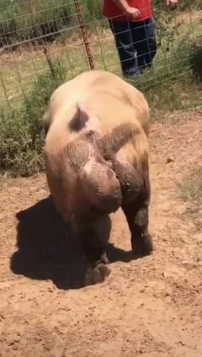 Papai pig é sacudo 😳