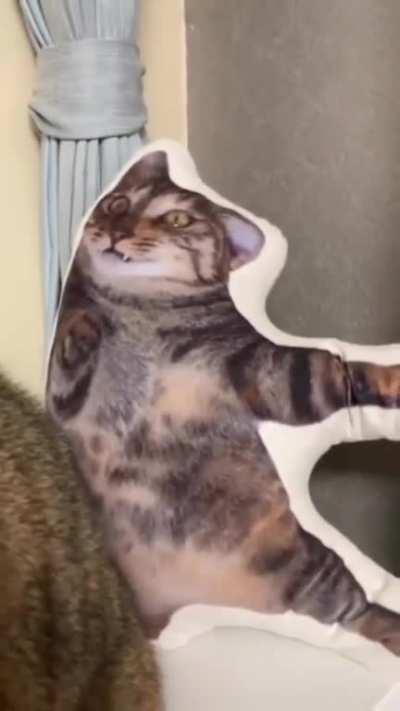 I don't think my cat is very happy with my present... He looks at me like, 'You think this is funny? 🤣