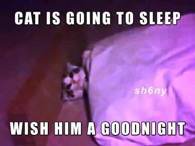 cat going to sleep