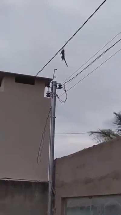 Begun, the monke wars have