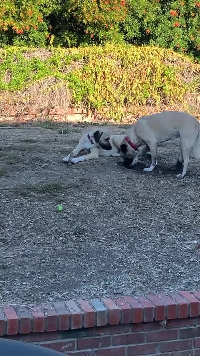 Classic diversion and steal