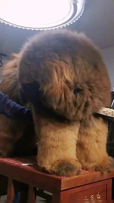 This Tibetan Mastiff