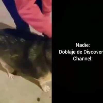 El canino con sobrepeso