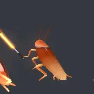 Cockroach fite with more FPS