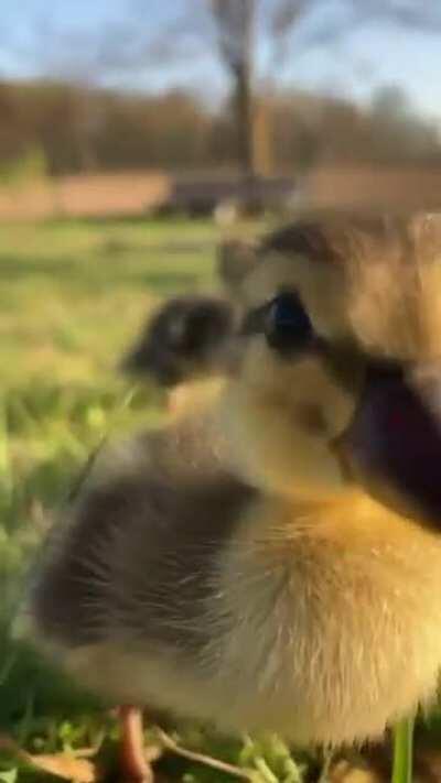 If you are watching this tape it means the baby duck gang has had their revenge