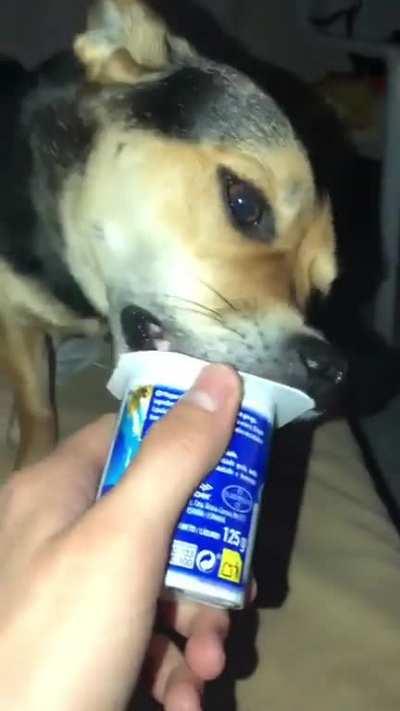 Day 115 Of posting lucky eating yogurt until something bad happens | he jammin to 115 in day 115, cool!