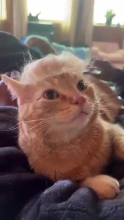 Wunkus runs for president 