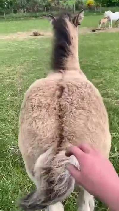 bum scratches are life!