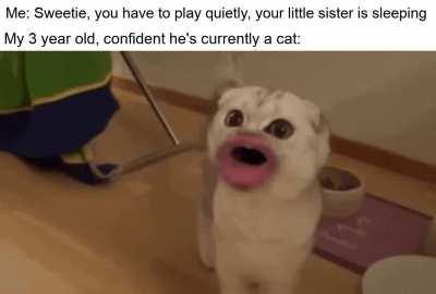 Even crouching around purring. What's the fuck is going on.