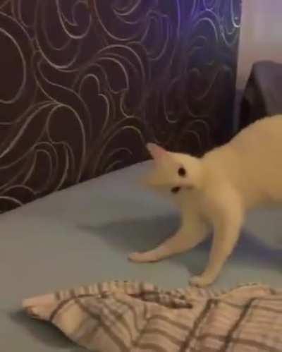 O gato veio quebrado