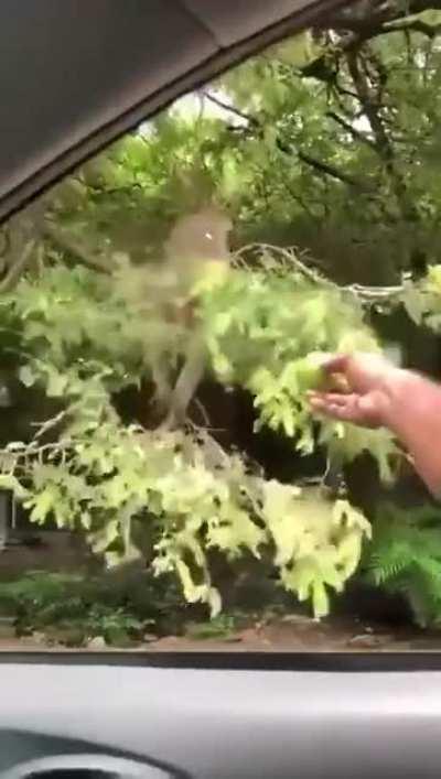 Monkey but in hl sfx