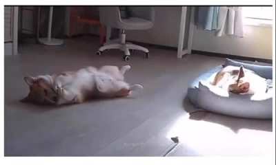 The sleep was so good that he went back for 2nds 