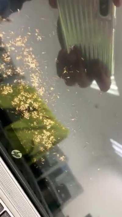 Wallpaper engine cracked edition*