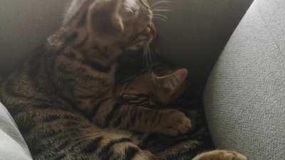 My lovely kittens taking care of each other