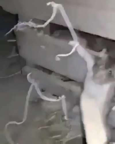 Nose si esto es baneable pero ahhhhhhxd