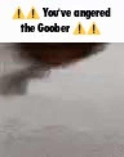 What music do you think the silly cat listens to?