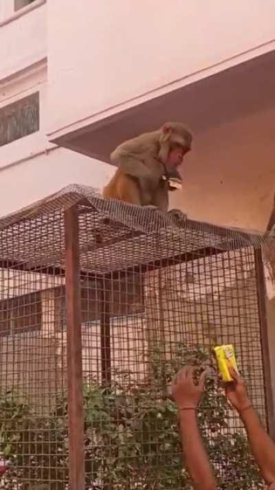 Monkeys steal your belongings for treats.