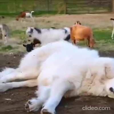 when you go to sleep but your friends are awake