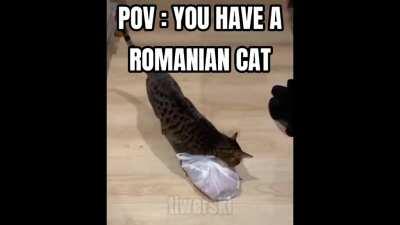 POV : YOU HAVE A ROMA*IAN CAT 😎