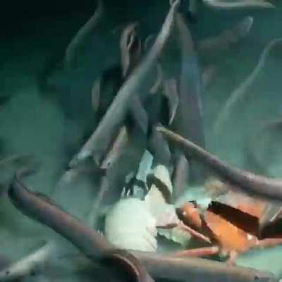 Depression in fish is a real thing, and it is common for them to do the unthinkable - yes, to sink to the very bottom and end it all.