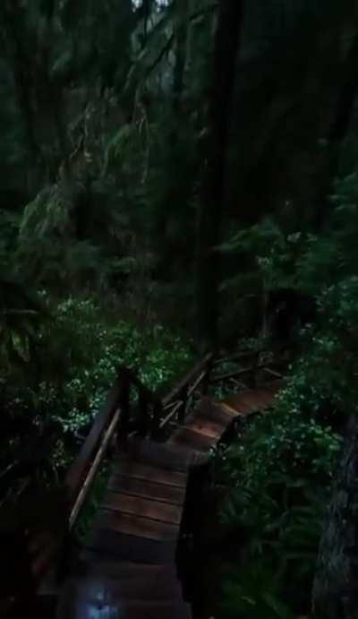 A walk amongst the treetops.