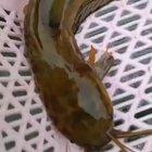 Two headed Catfish