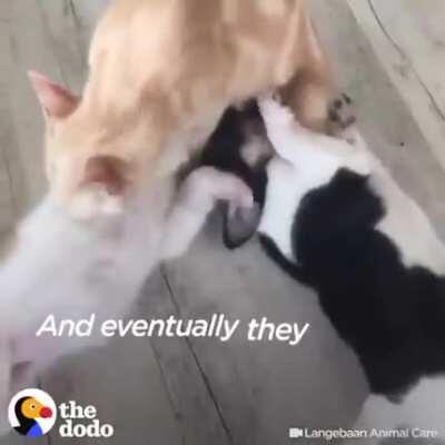 Ninjas cutting onions.(Credit: The Dodo)