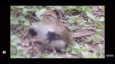 Let this bird perform the “Help You Pass NNN”ritual