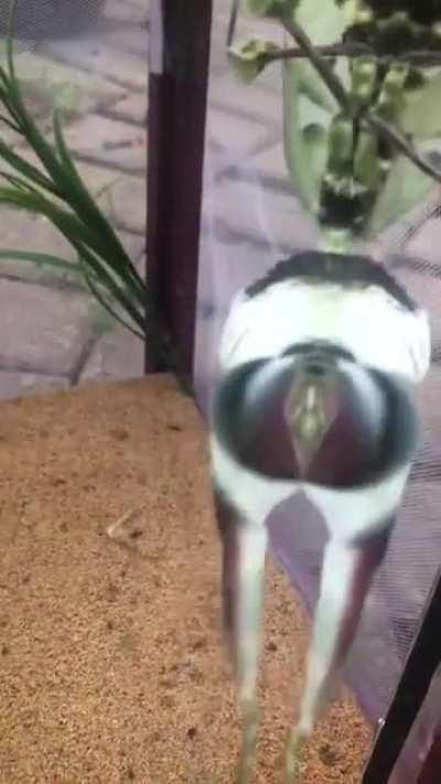 Orchid leaf bug or someyhing