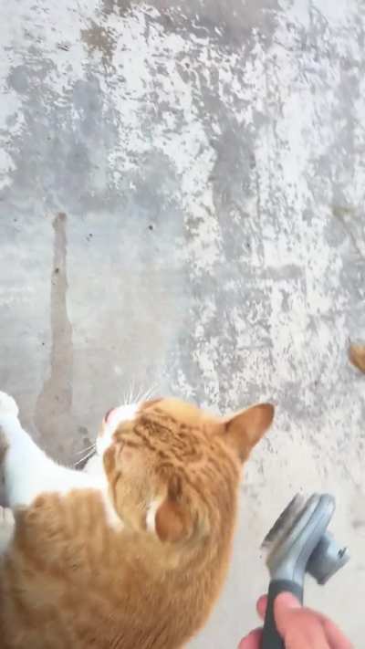 Can someone translate?