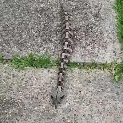 🔥 Looks almost artificial but these straight crawling Gaboon Vipers are as real and venomous as they come!