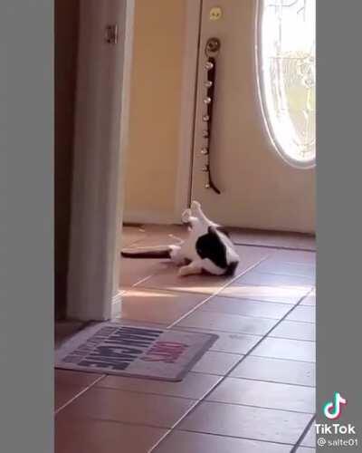 Elusive greeble hiding on tip of cat’s tail