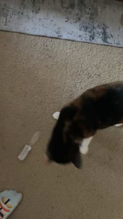 she does this every time i exit the bathroom