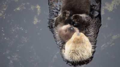 1 day old sea otter trying to sleep on mom