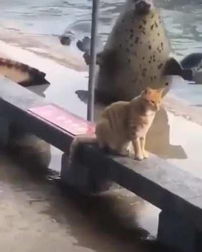 Trying to impress cats and failing is universal