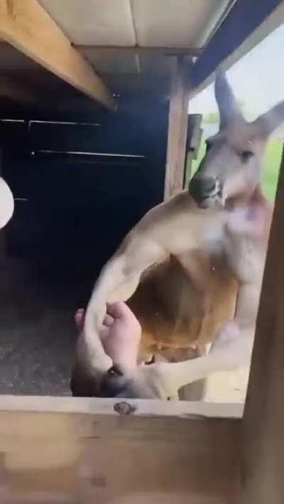 Blursed_Kangaroo